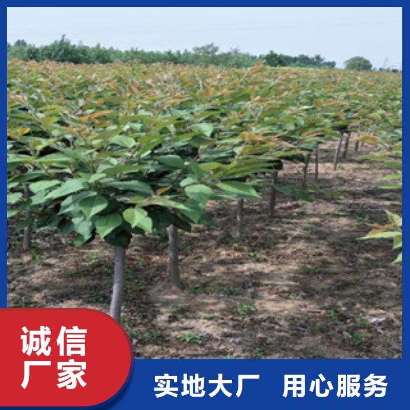 【樱花_绿化树绿化工程采购无忧】