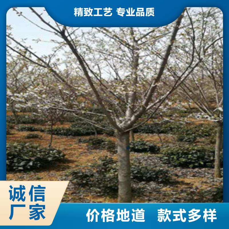 【樱花_绿化树绿化工程采购无忧】