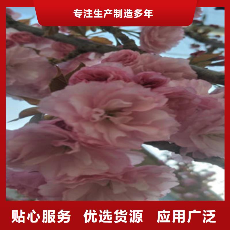 樱花-蓝莓苗产地工厂