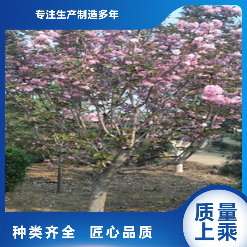 樱花-占地果树专业生产厂家