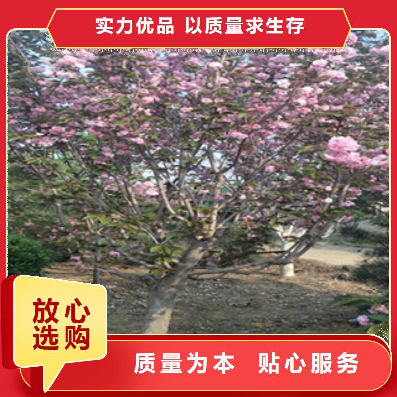 15公分樱花树种植基地
