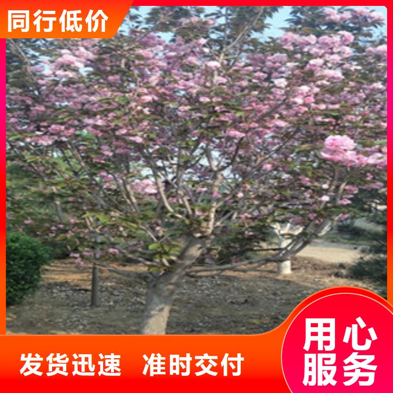 8公分樱花树规格齐全