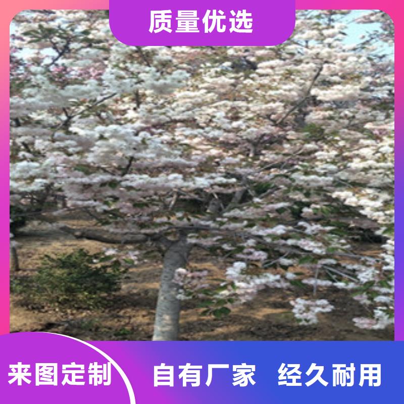 9公分樱花树品种多样