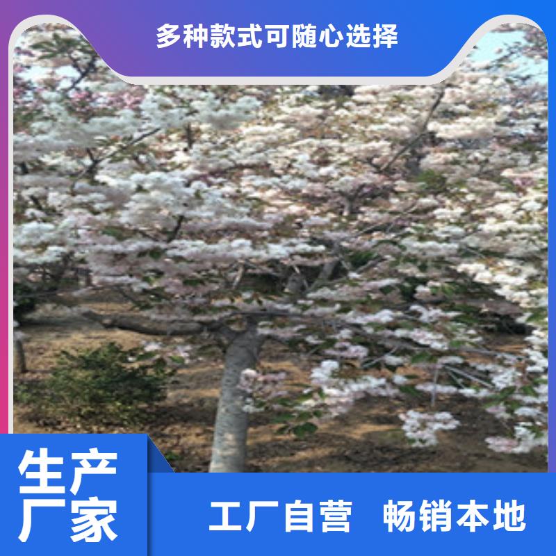 晚樱樱花树生长习性