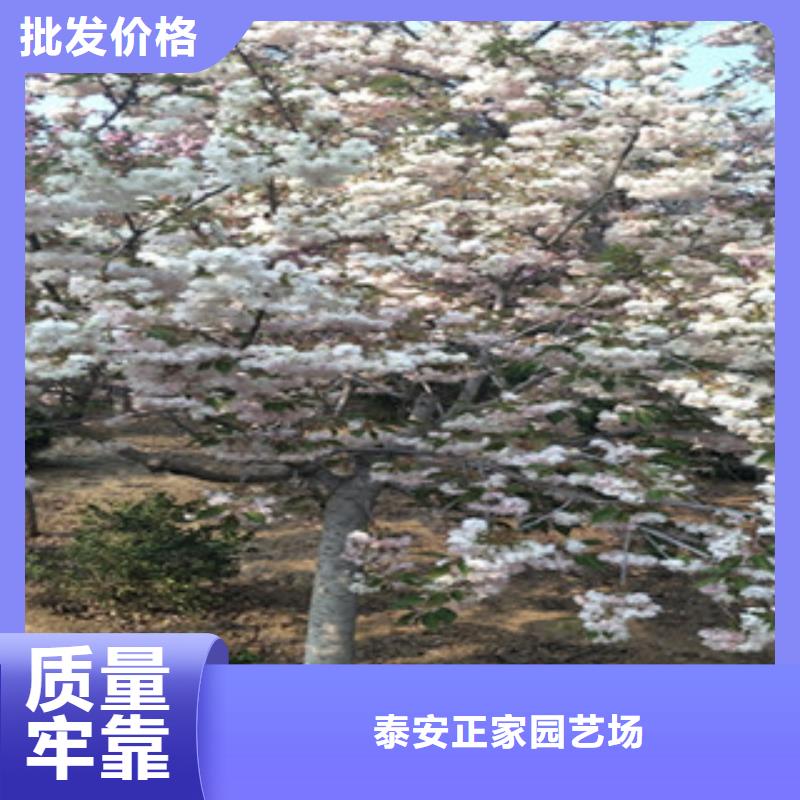 5公分樱花树品种多样