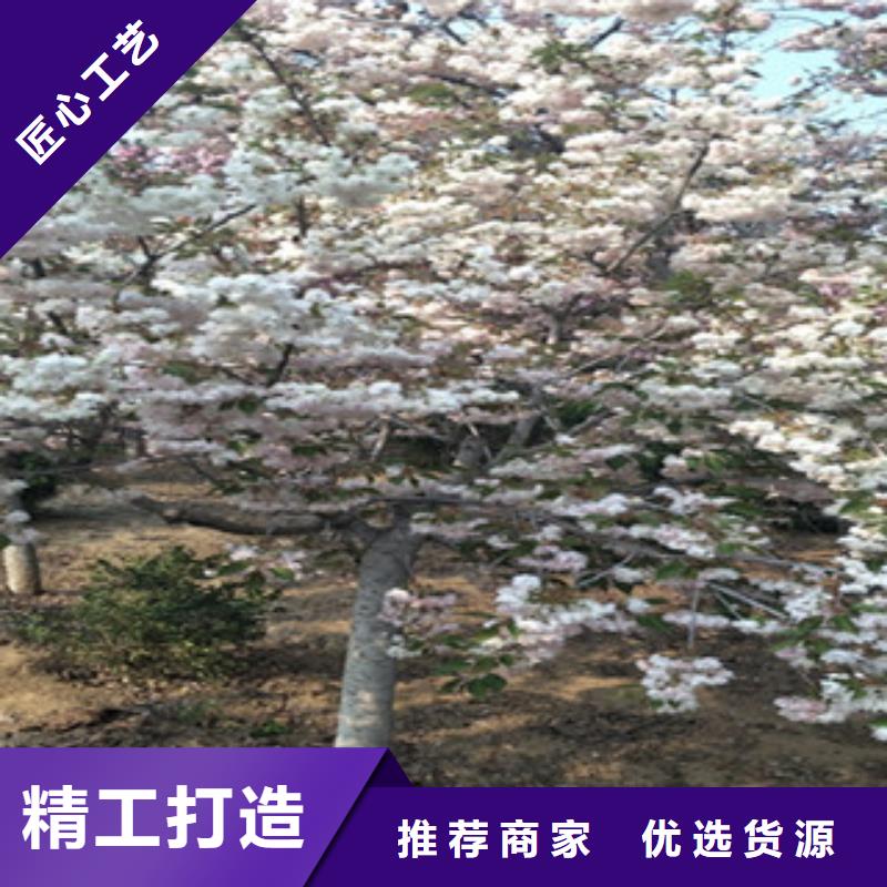 高杆樱花树生长习性