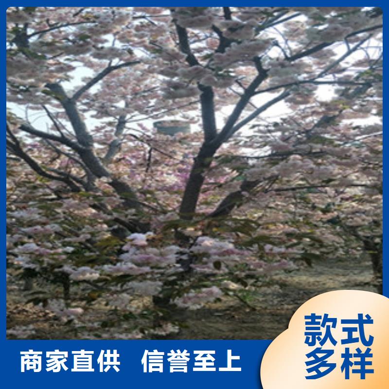 樱花树莓苗专业生产N年