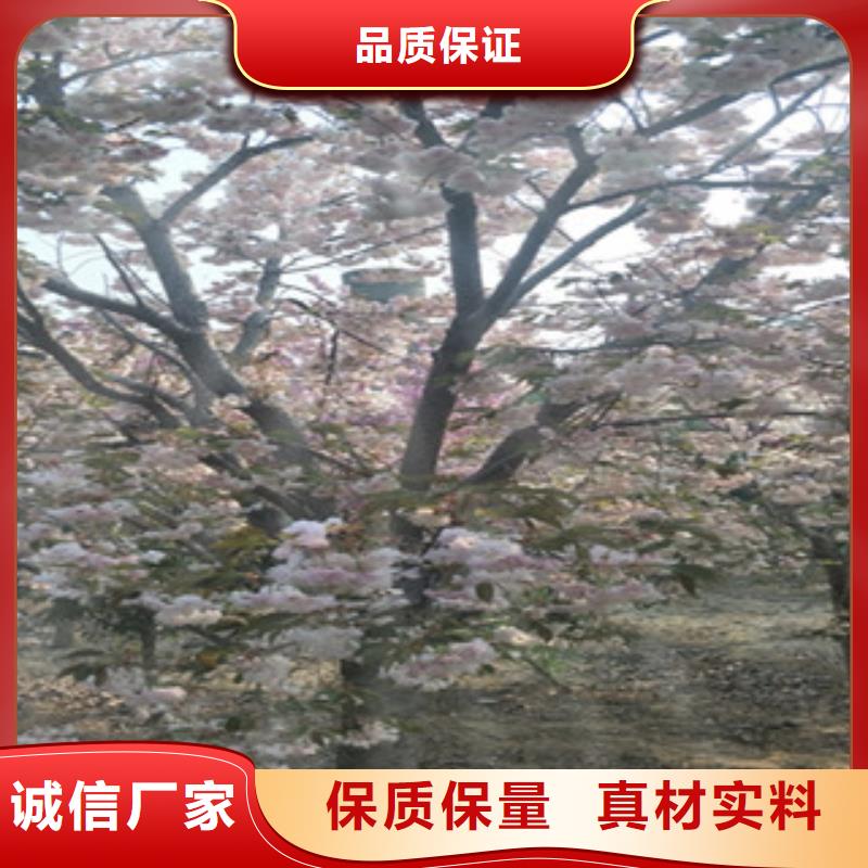 染井吉野樱花树品种多样