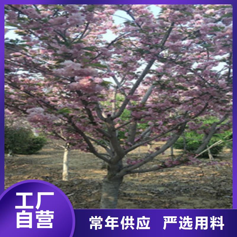 5公分樱花树种植基地