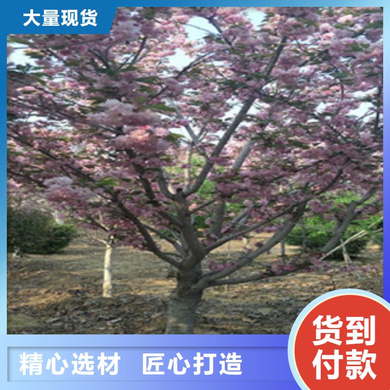 8公分樱花树生长习性