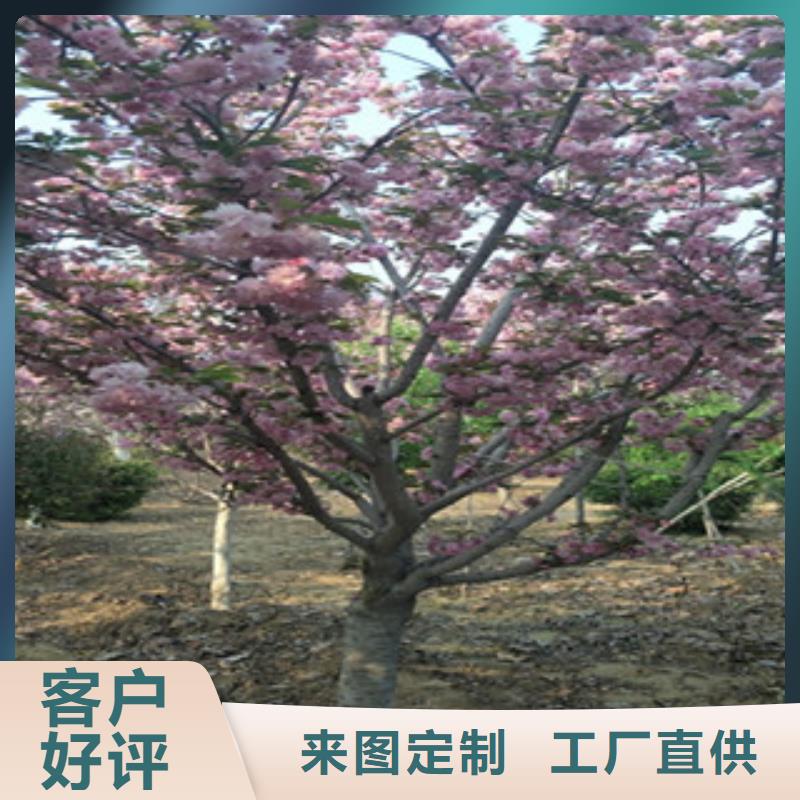 15公分樱花树种植基地