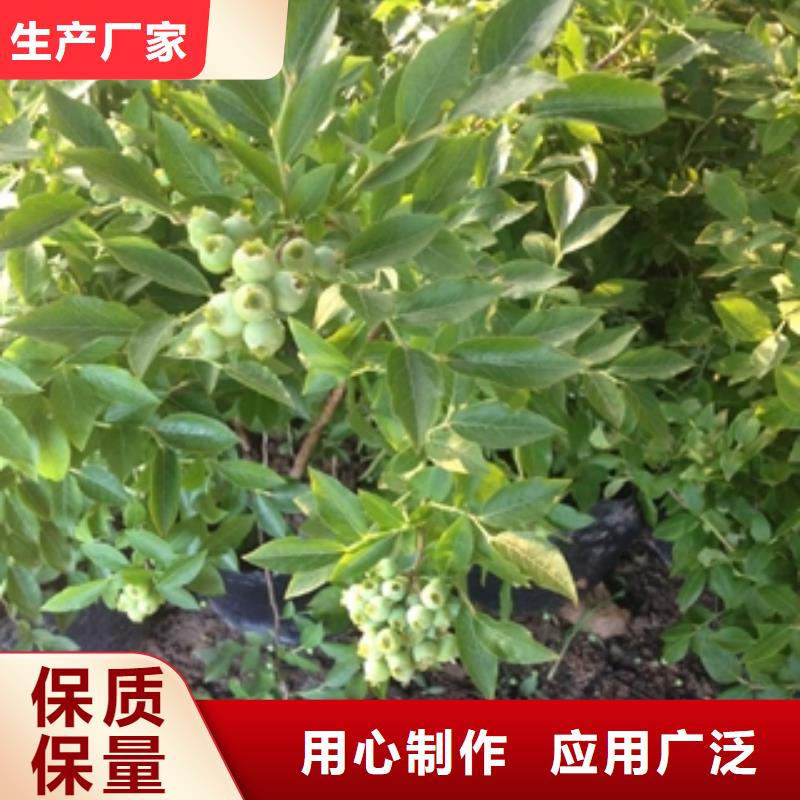 奥尼尔蓝莓苗江浙地区价格