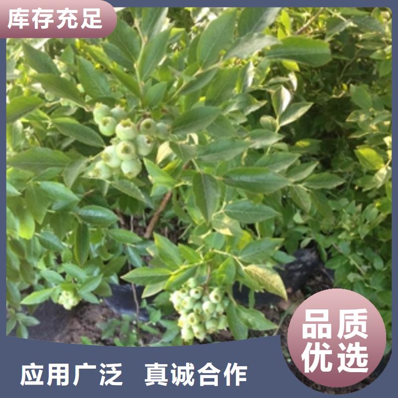 绿宝石蓝莓苗江浙地区价格