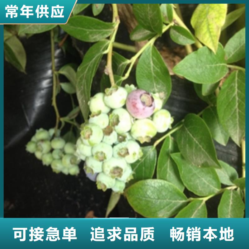 新千年蓝莓苗繁育方法