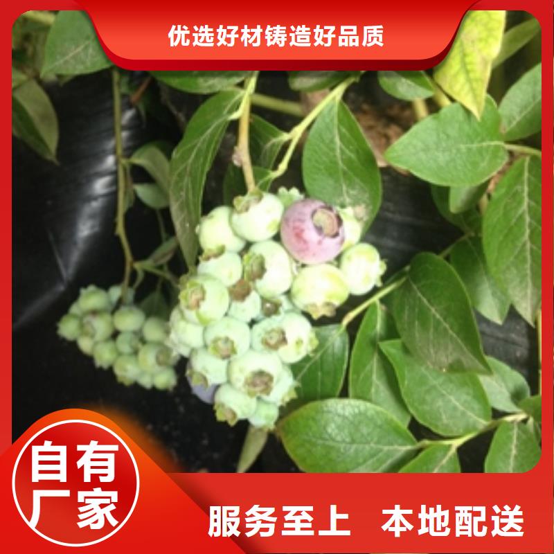 蓝莓苗,占地果树专业按需定制