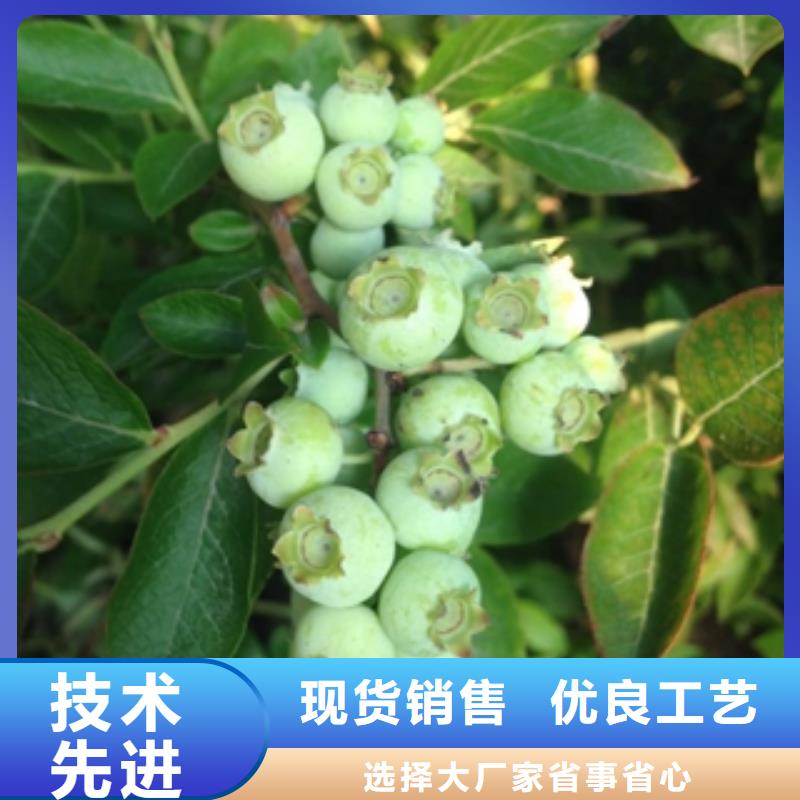 火花蓝莓苗繁育方法