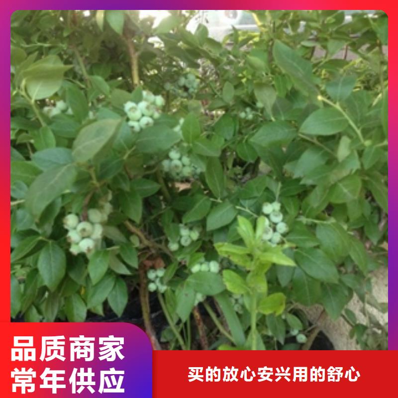 奥尼尔蓝莓苗江浙地区价格