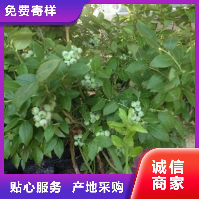 火花蓝莓苗繁育方法