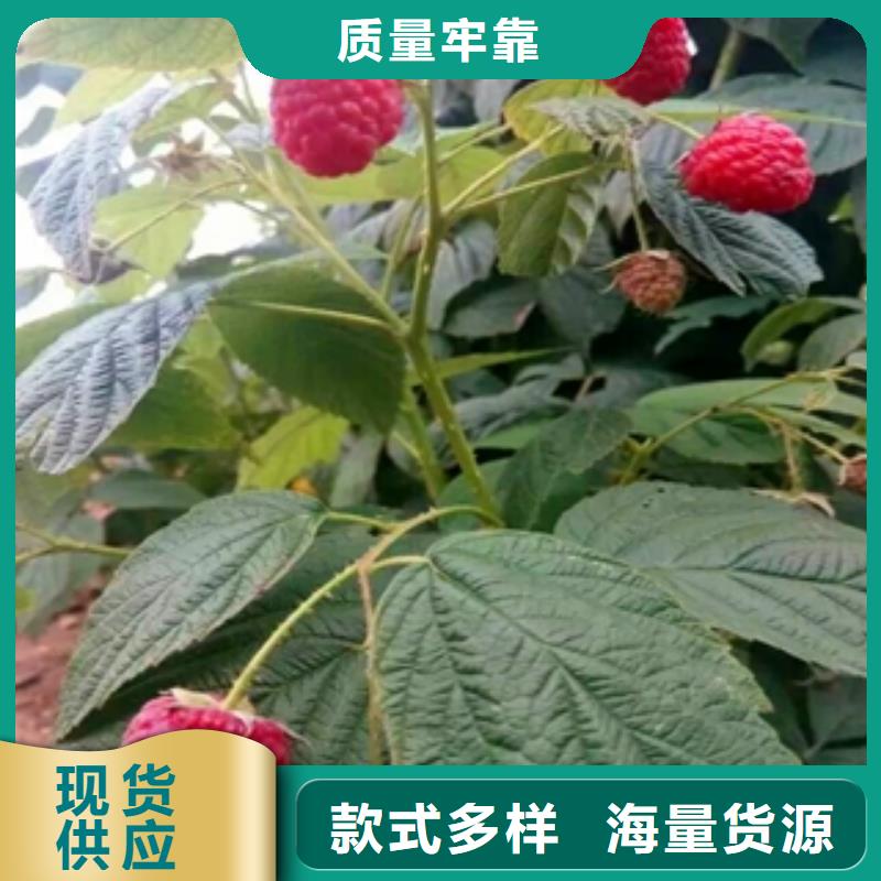 黑树莓苗形态特征