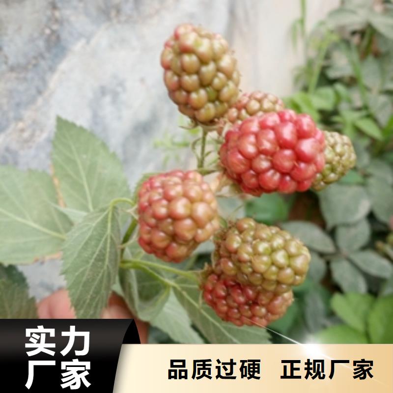 三冠王黑树莓苗形态特征