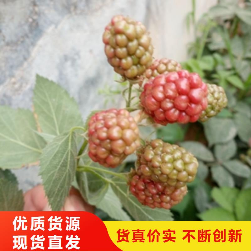 中林54号紫树莓苗繁育方法