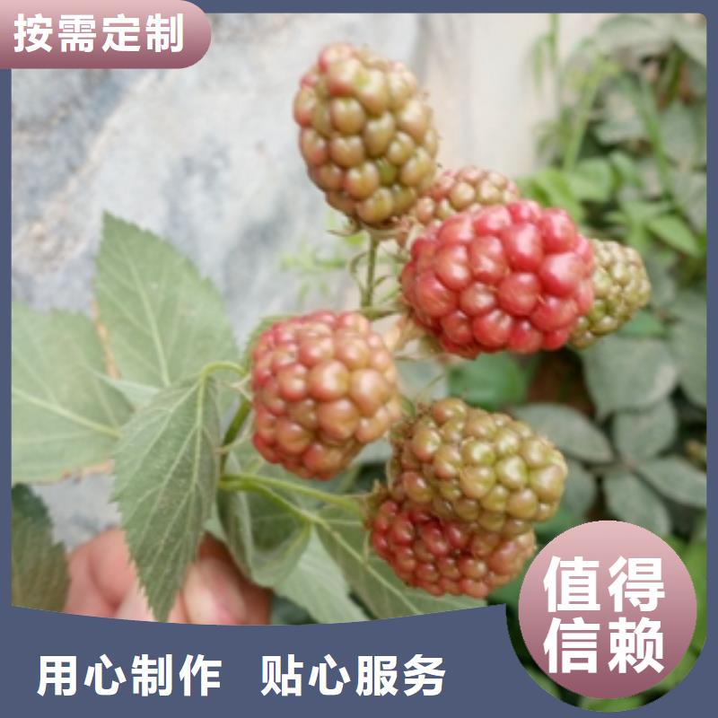 0.5-0.8公分树莓苗价格