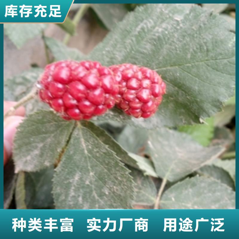秋金黄树莓苗形态特征