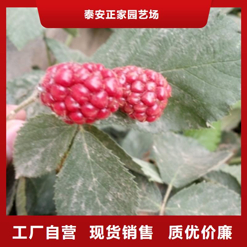 三冠王黑树莓苗栽培技术