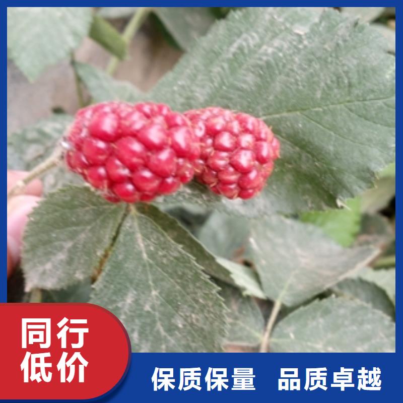 单季红树莓苗价格