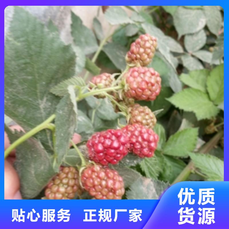 0.5-0.8公分树莓苗零售