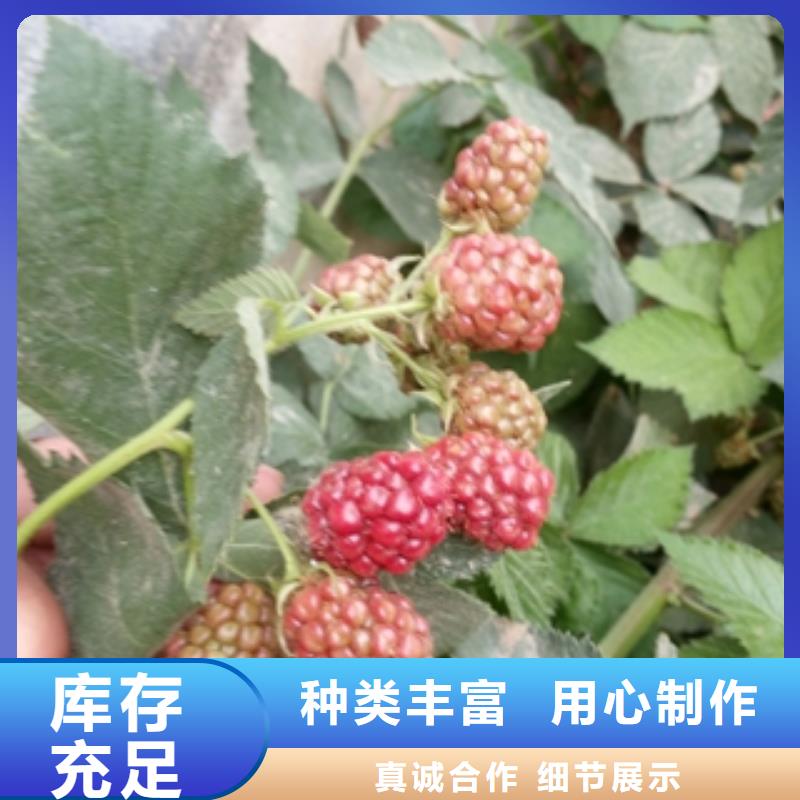三冠王黑树莓苗种植基地