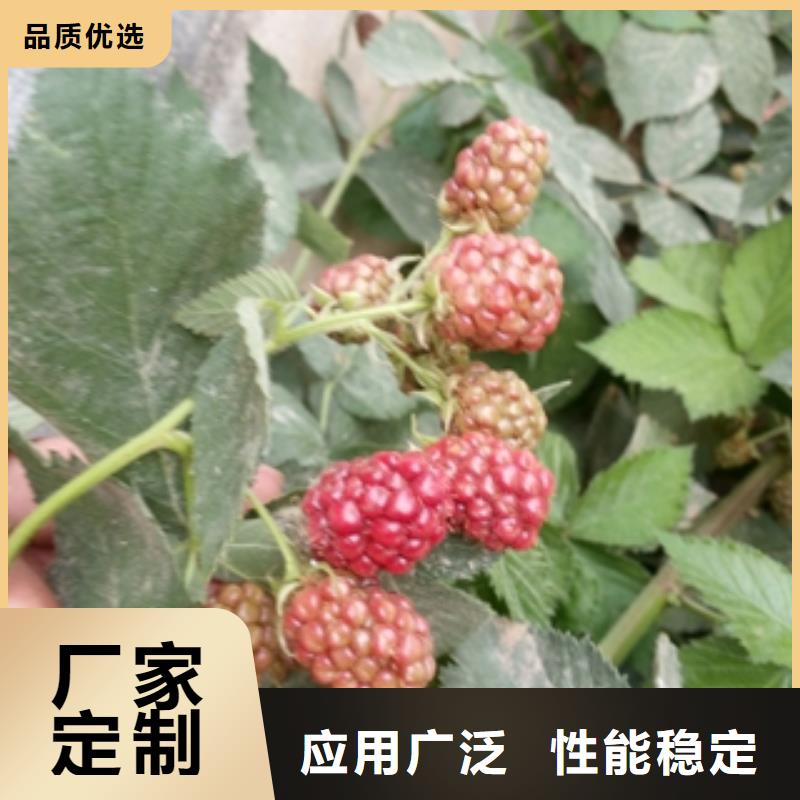 1公分双季红树莓苗繁育方法