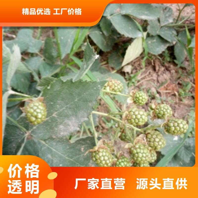 0.5-0.8公分树莓苗生长习性