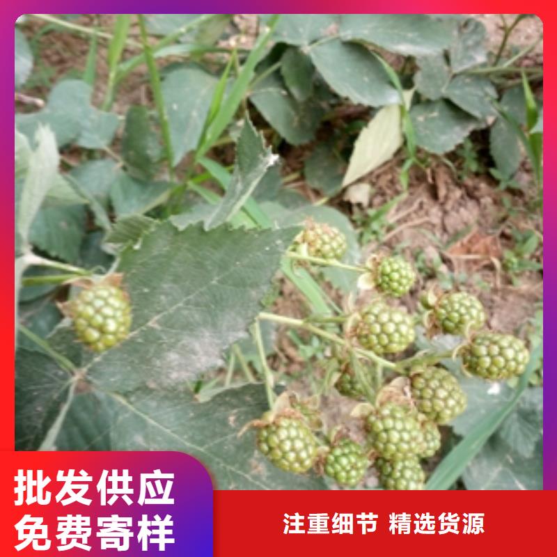 秋金黄树莓苗多少钱一棵