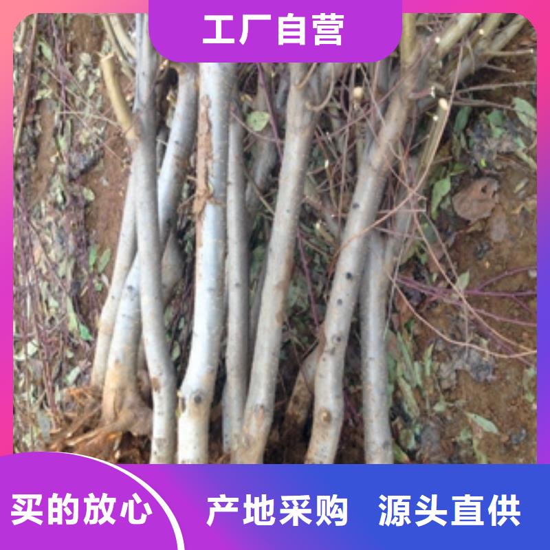 桃树_【蓝莓苗】实力公司