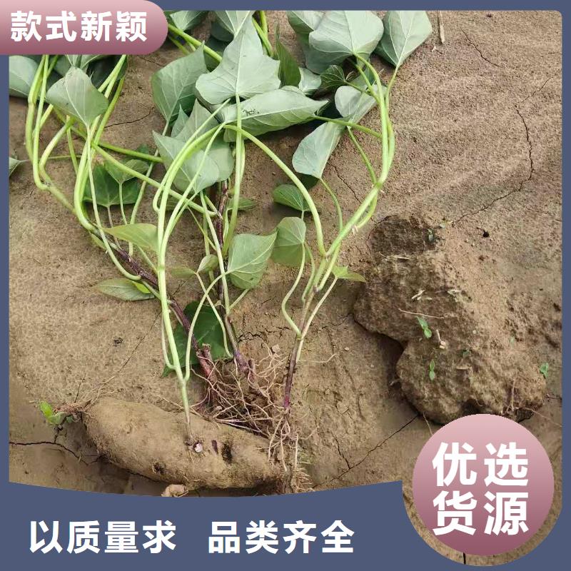 紫薯苗什么时候种