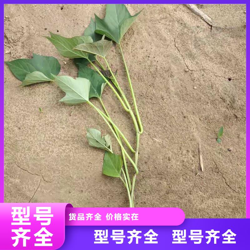 山东紫薯苗（济黑2号上市）种植