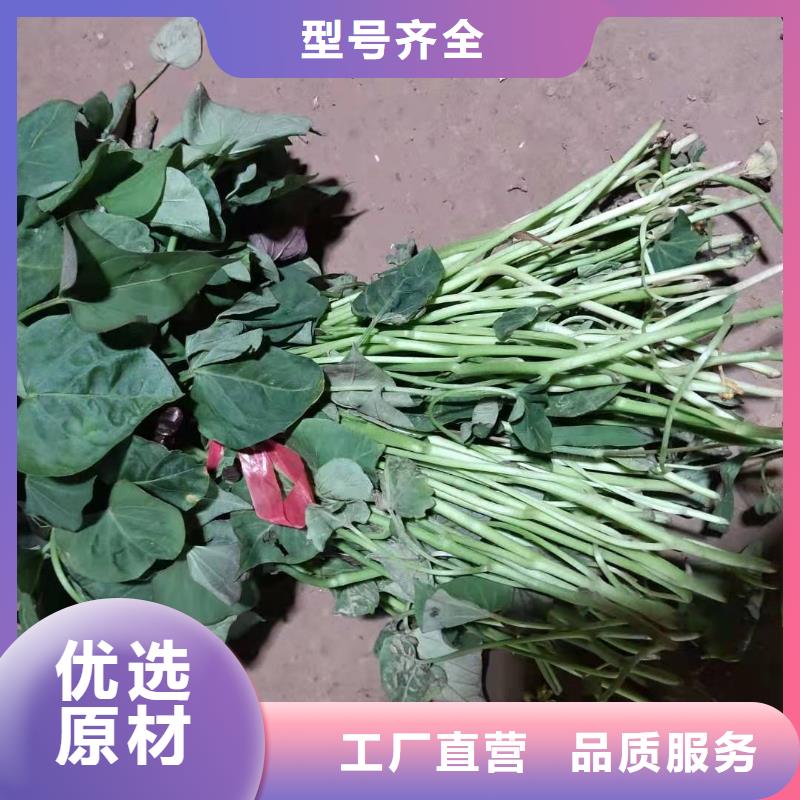 紫罗兰紫薯苗病虫防治