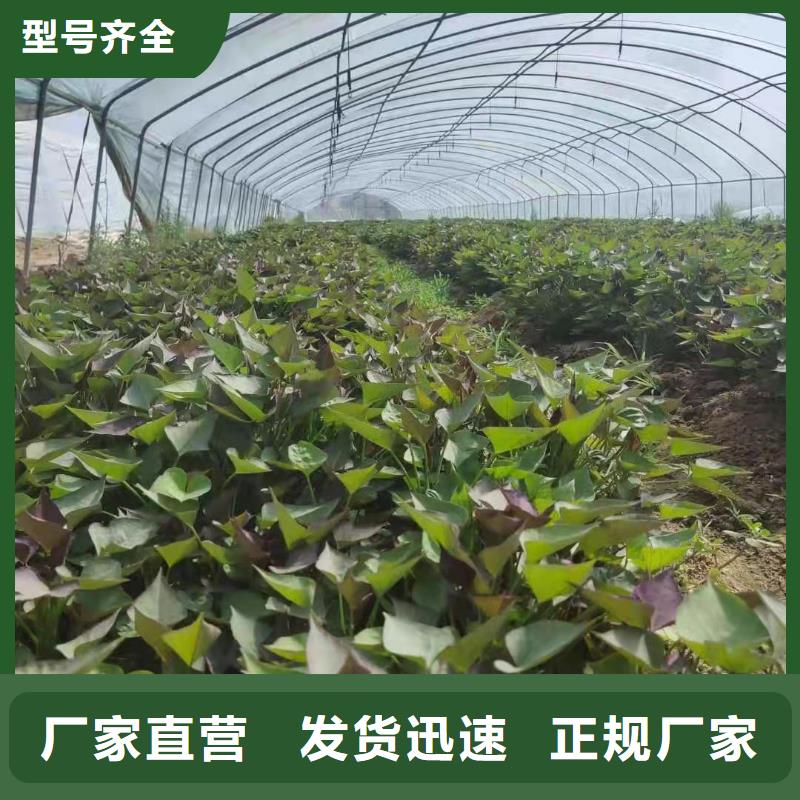 紫地瓜苗子种植厂家