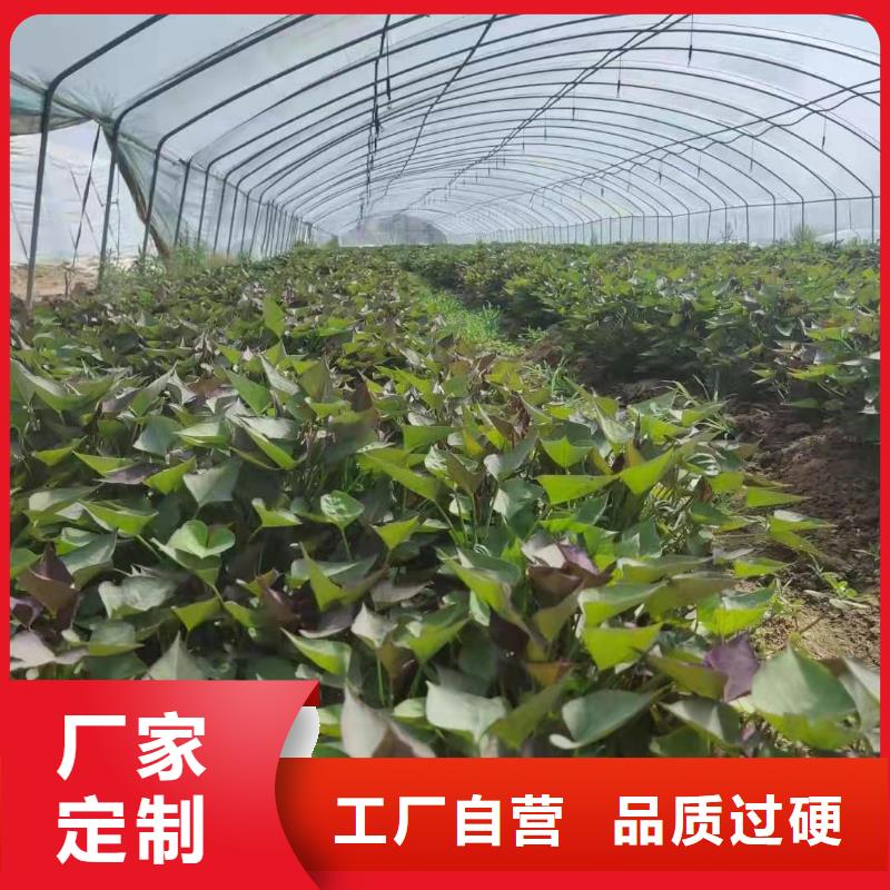 高产红薯苗种植时间