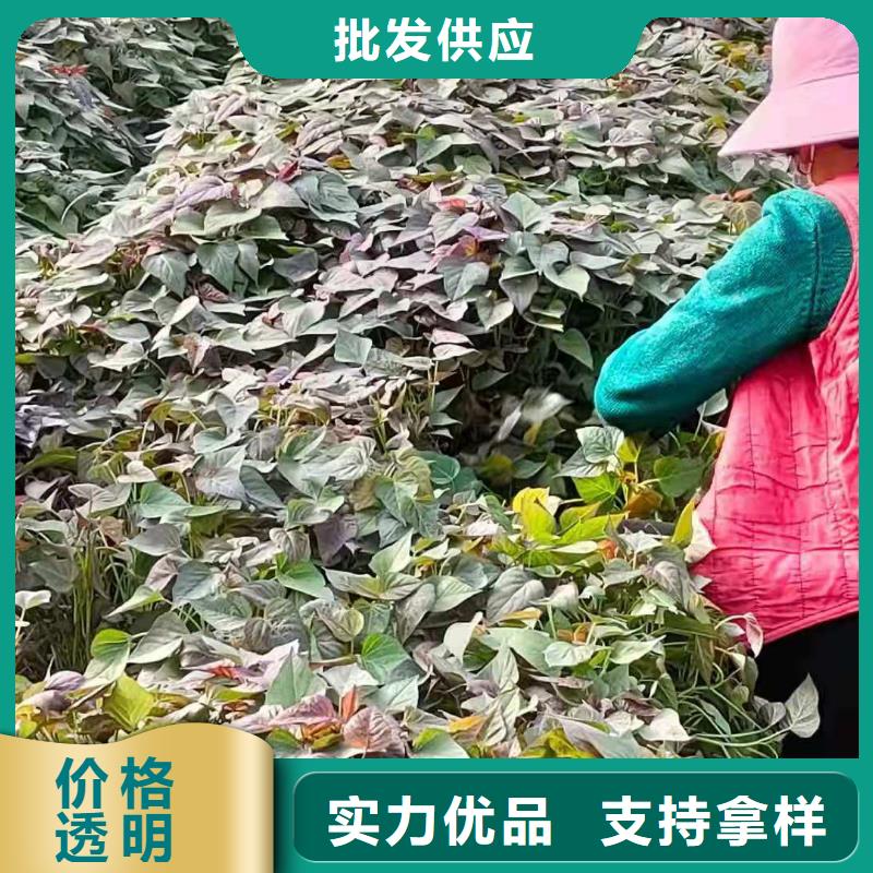 甘薯苗（紫红薯苗）什么时候种