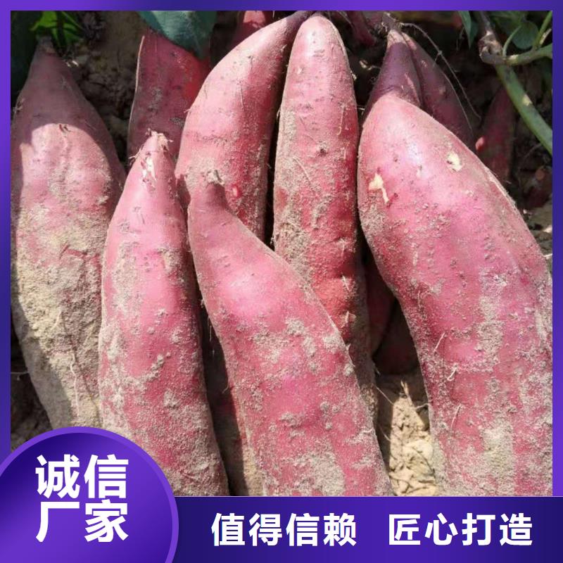 紫薯苗销售