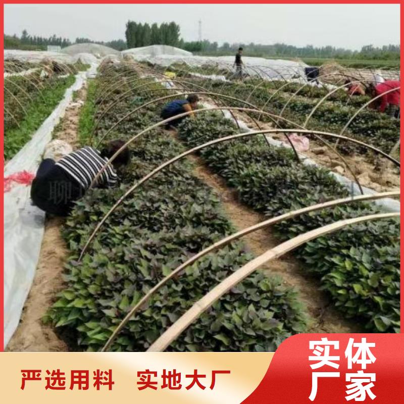 麦茬苗（紫薯)量大优惠