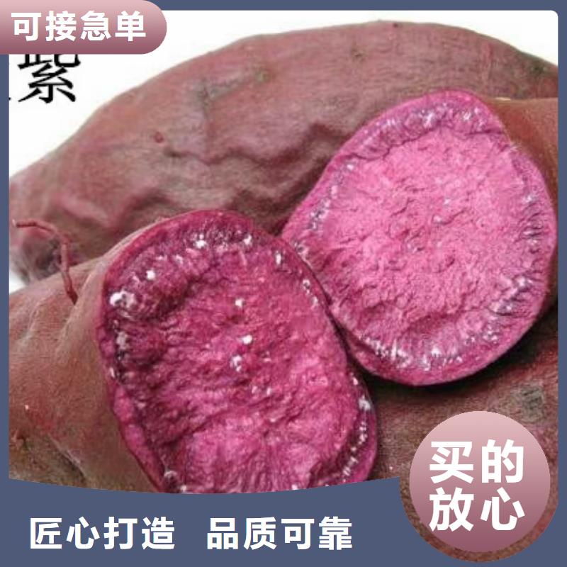 紫薯苗（济黑2号）报价
