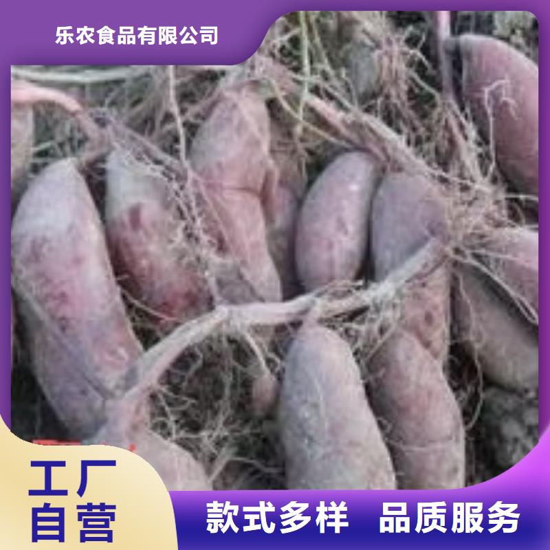 脱毒紫薯苗（济黑品种）高质量选购