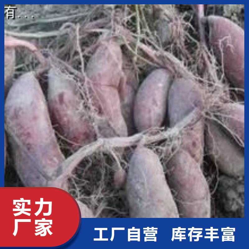 高剪红薯苗基地种植