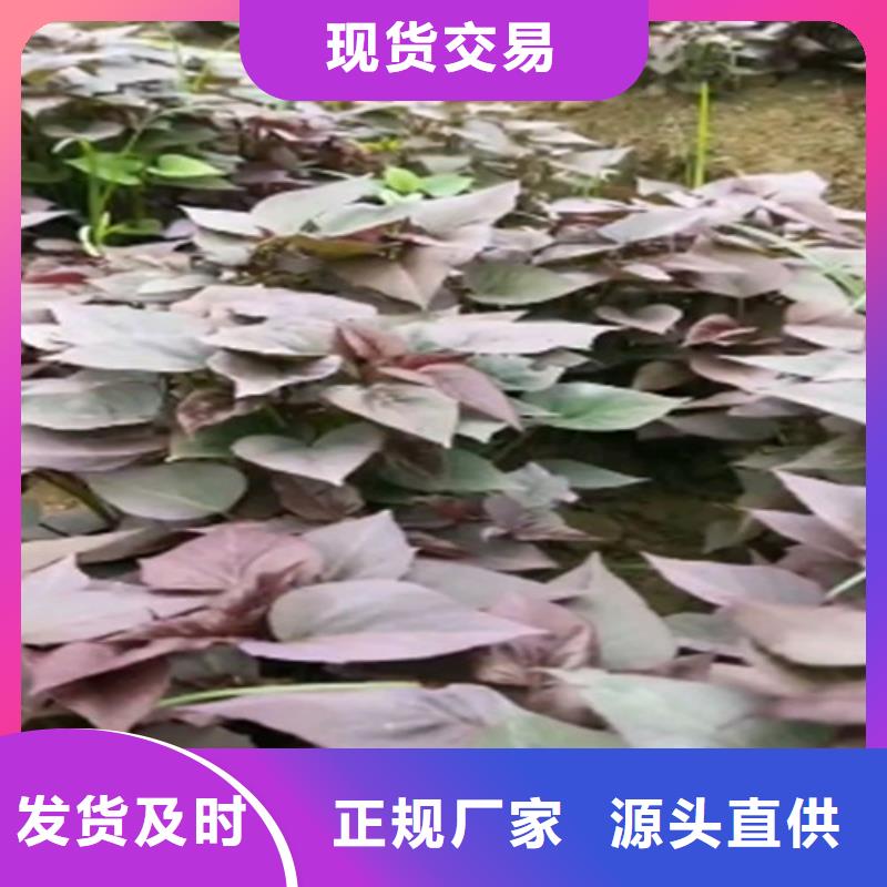 脱毒紫薯苗（济黑品种）货源充足