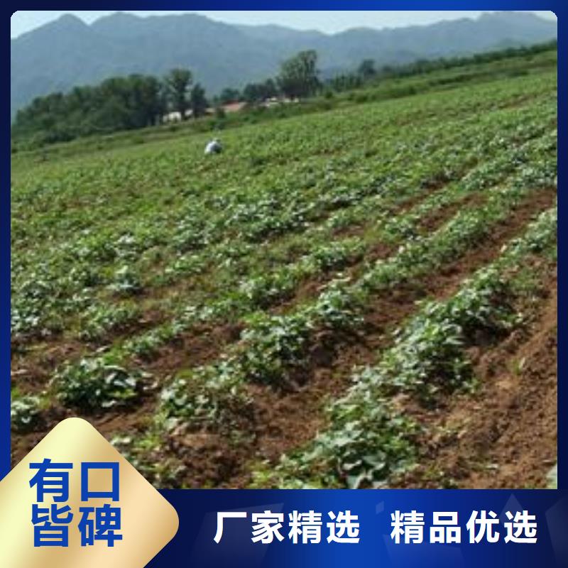 紫红薯苗种植方法