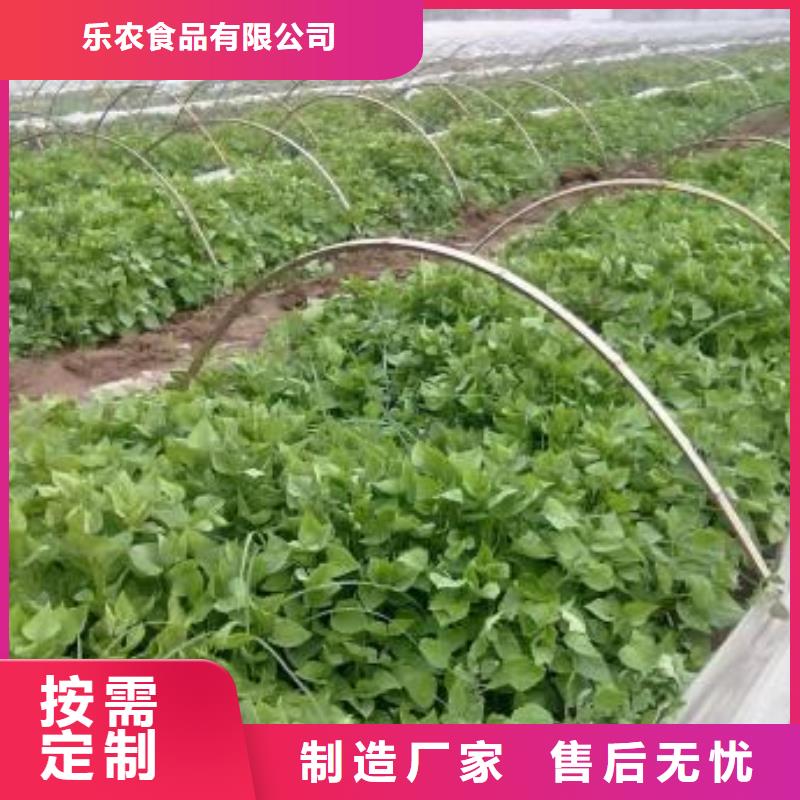 麦茬苗（紫薯)量大优惠