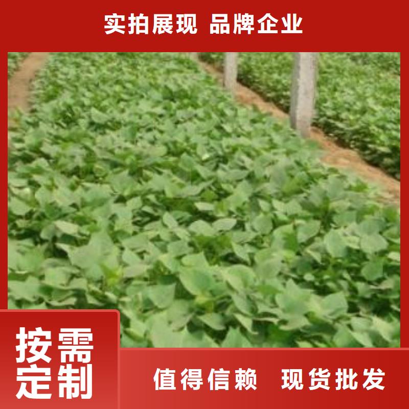 麦茬苗（紫薯)图片